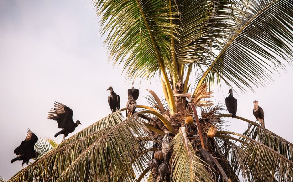 Avvoltoi Playa Ostional