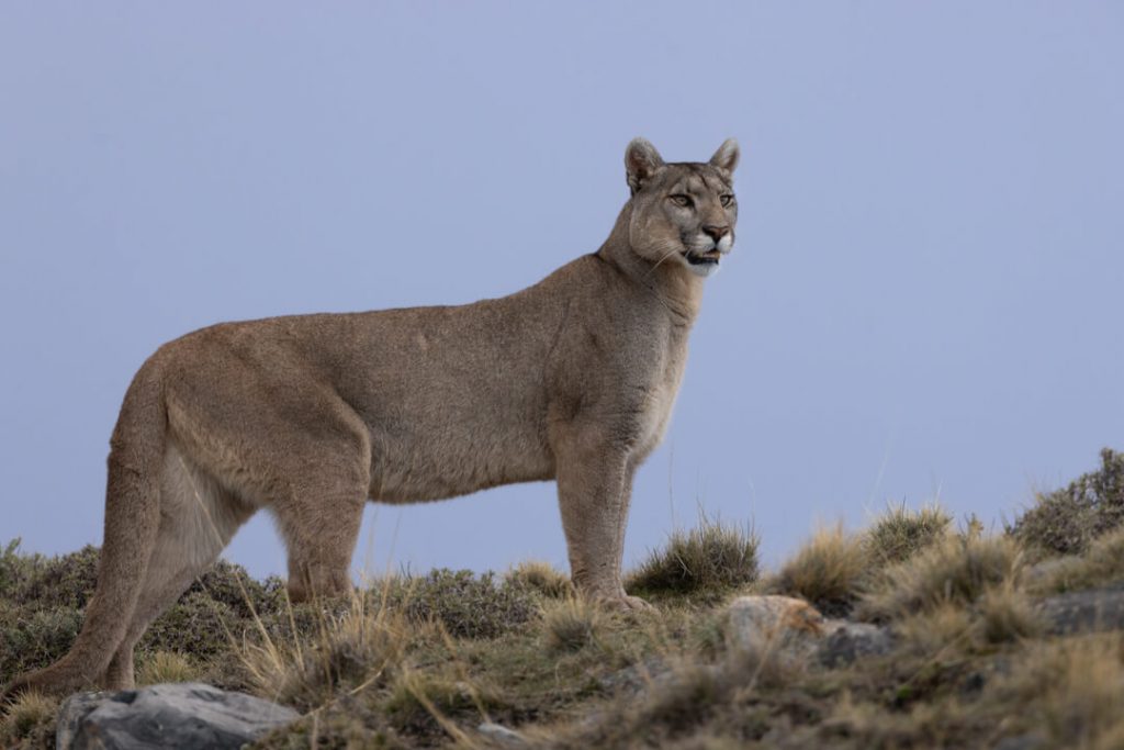 Puma Torres del Paine