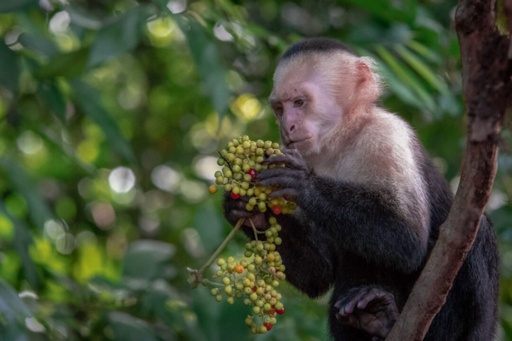 Scimmia cappuccina Costa Rica