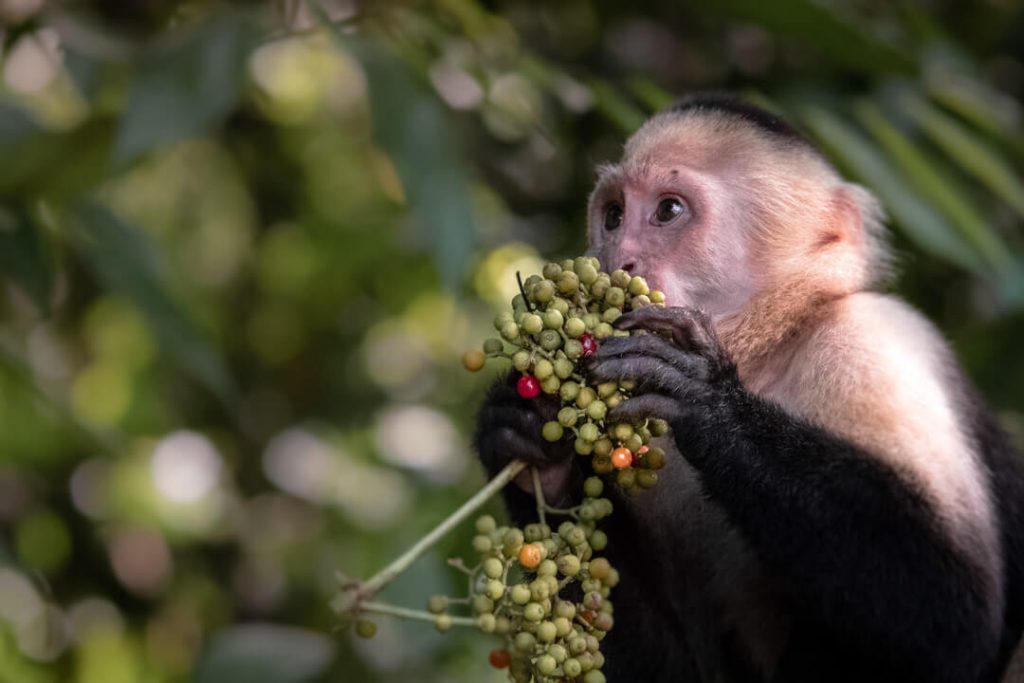 Scimmia Cappuccina con frutta