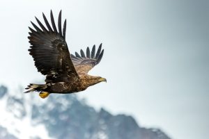 Eagle in the fjord