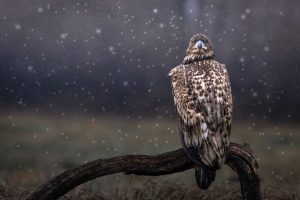 Aquila sotto la neve