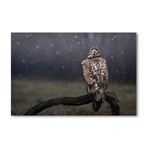 Print Limited Edition "Eagle Under the Snow"