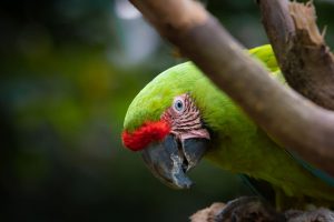 Green macaw