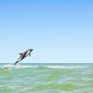 Austral Dolphin