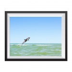 Photographic Print "Austral Dolphin"