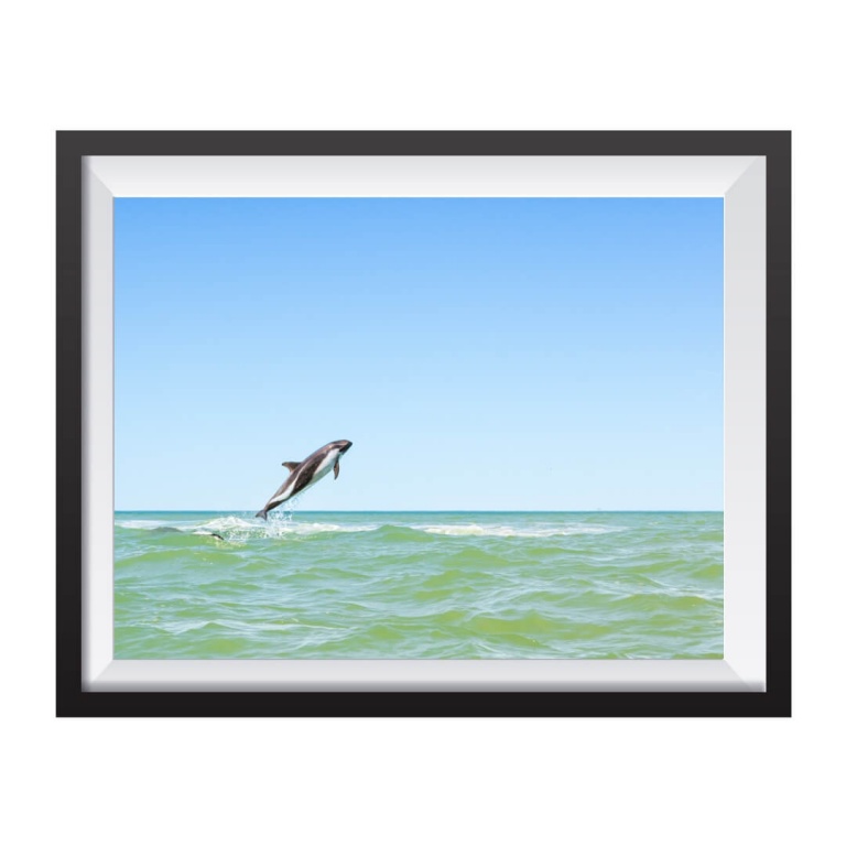 Stampa Fotografica "Austral Dolphin"Stampa Fotografica "Austral Dolphin"