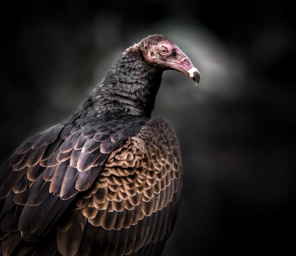 Black-necked vulture