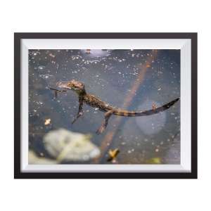 Photographic print 'Baby Caiman'