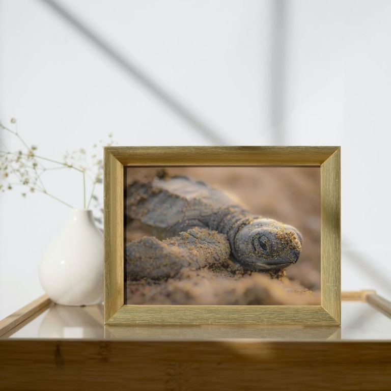 Stampa Fotografica "Baby turtle 2"