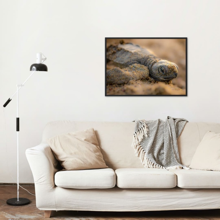 Stampa Fotografica "Baby turtle 2"