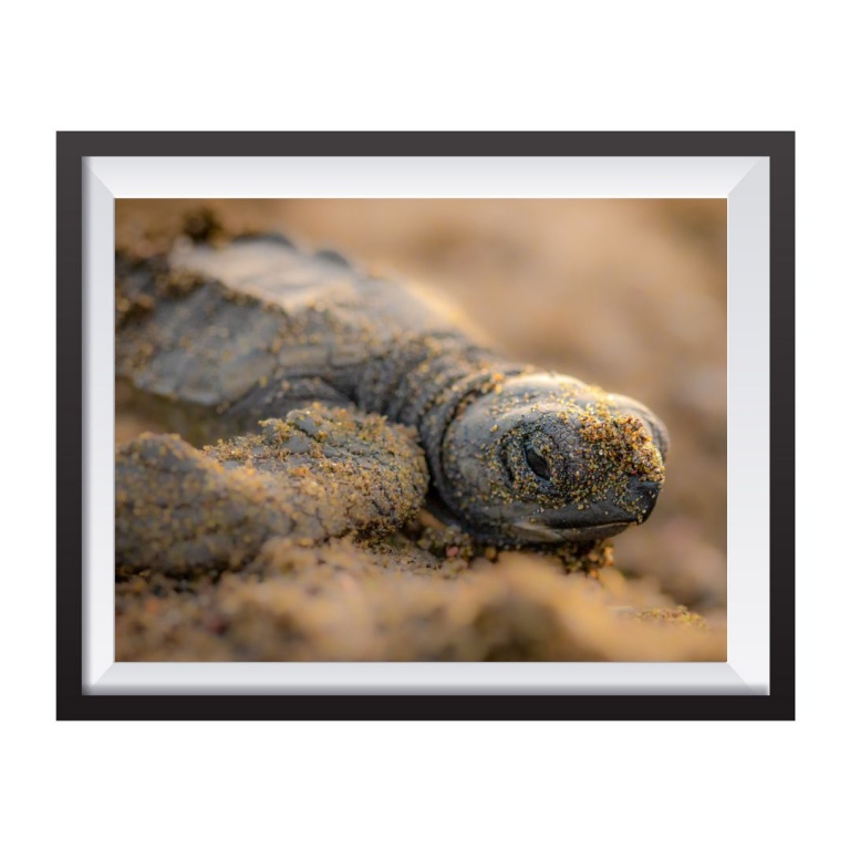 Photographic Print "Baby turtle 2"