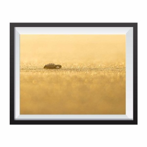 Photographic print "Baby Turtles Costa Rica"