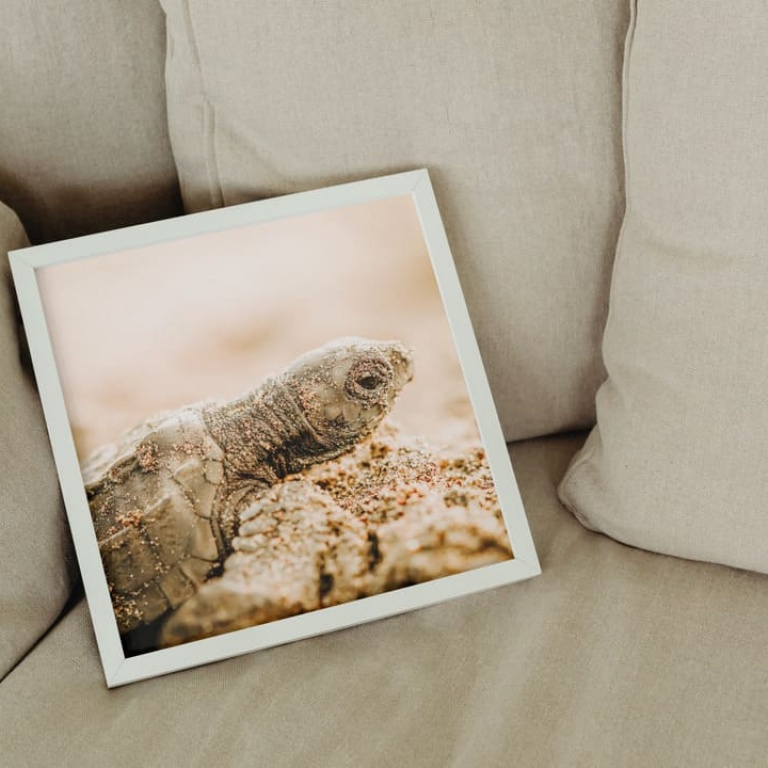 Photographic Print "Baby Turtle"