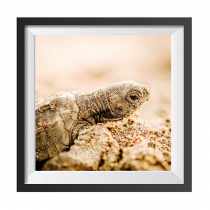 Stampa Fotografica "Baby Turtle"