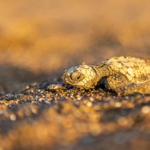 Baby turtles Costarica