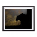 Photographic Print "Bear silhouette"