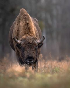 European bison towards me