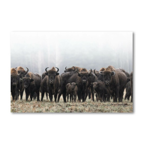 Print Limited Edition "Bison in the Herd"