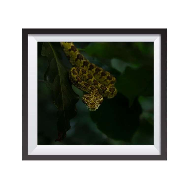 Photographic print "Bocaracà snake"