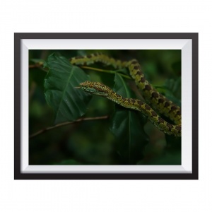 Photographic Print "Green Bocaraca"