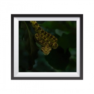 Photographic Print "Green Bocaracca"