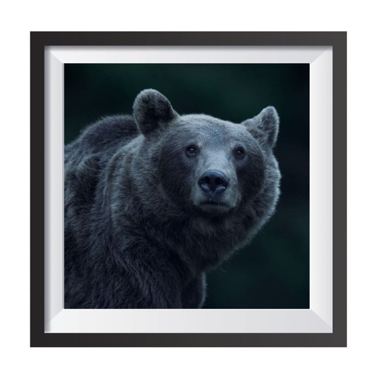 Photographic Print "Brown Bear Mum Portrait"