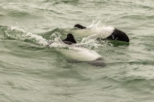 Commerson dolphin