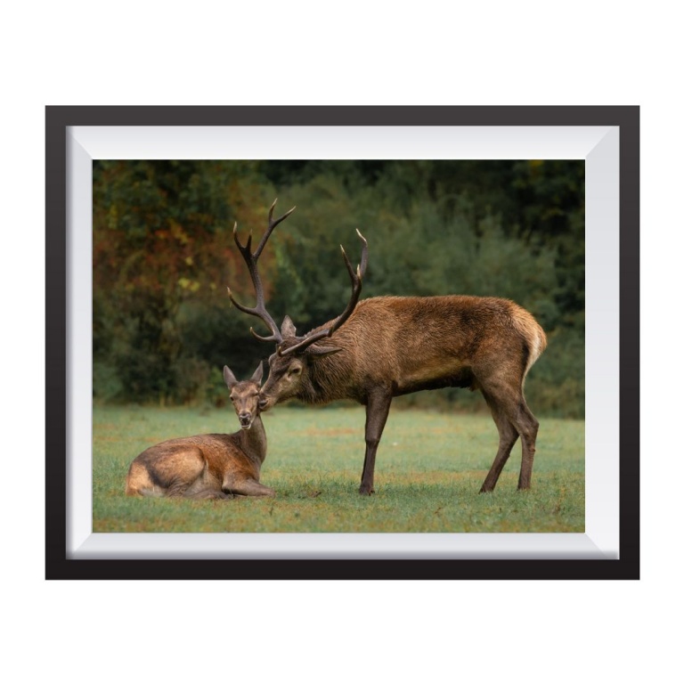 Photographic Print "Affectionate Deer"