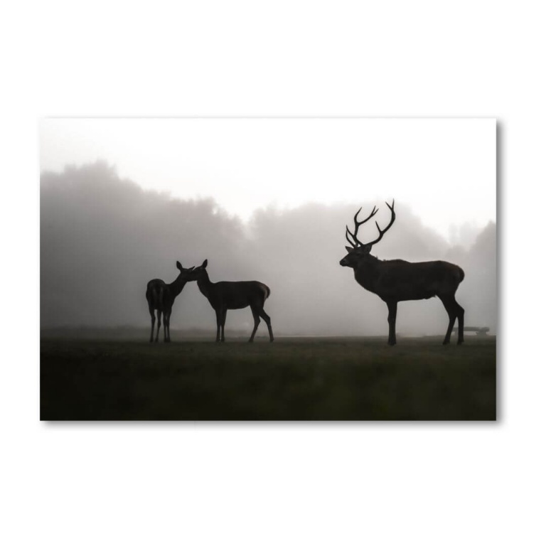 Print Limited Edition "Deer in the Mist"