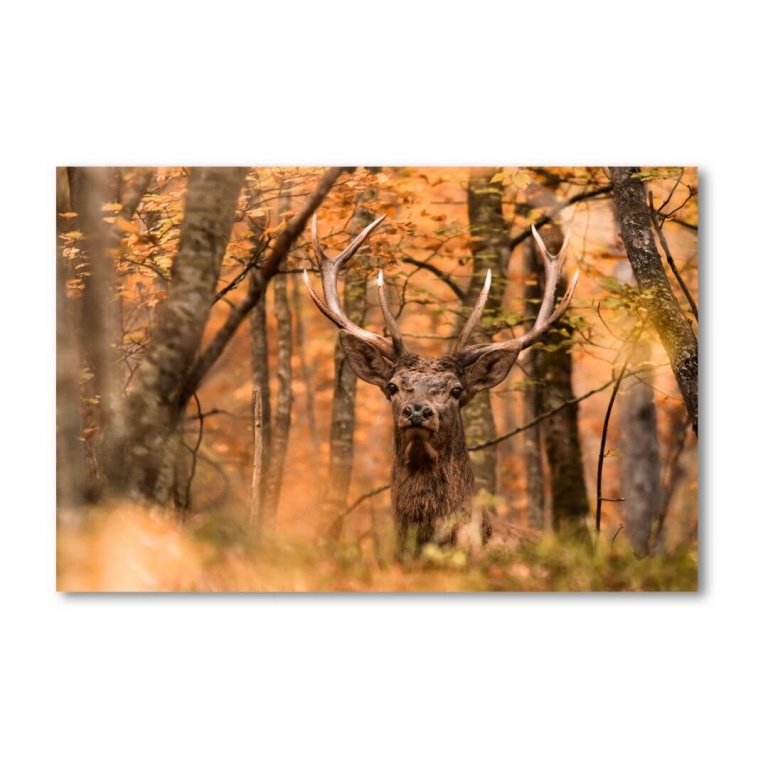 Print Limited Edition "Deer in the Autumn Woods"