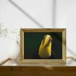 Photographic print "Chestnut mandibled toucan"