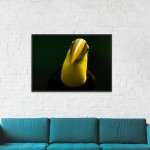 Stampa Fotografica "Chestnut mandibled toucan"