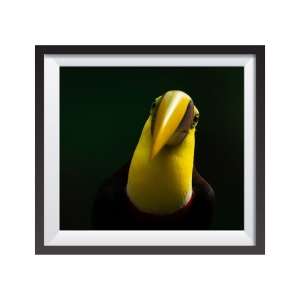 Photographic print "Chestnut mandibled toucan"