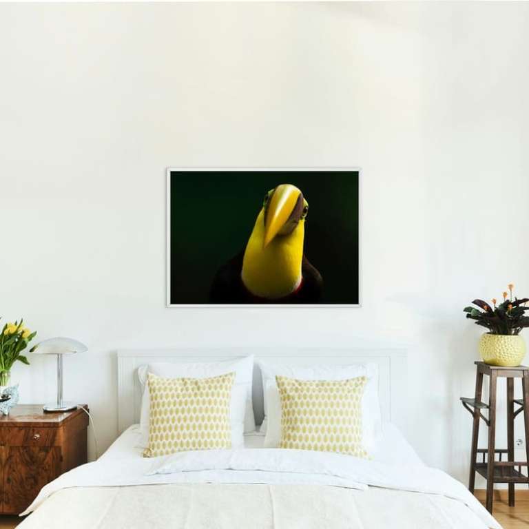 Photographic print "Chestnut mandibled toucan"