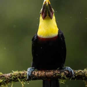 Chestunt mandibled toucan