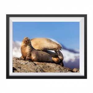 Photographic Print "Chilling on the rocks"