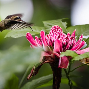 Colibri and flower