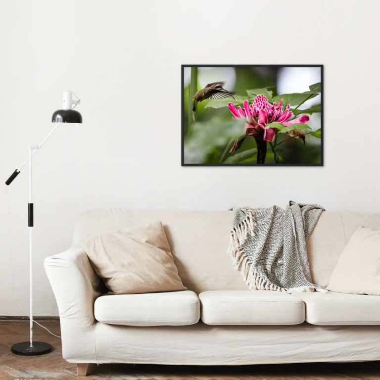 Photographic Print "Colibri and Flower"
