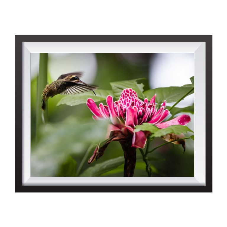 Stampa Fotografica "Colibri and Flower"