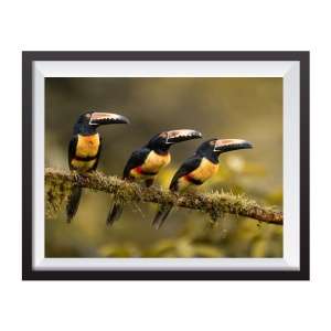 Stampa Fotografica "Collared Aracari 2"