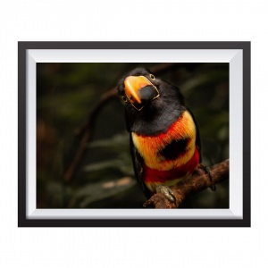 Stampa Fotografica "Collared Aracari"