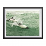 Photographic Print "Commerson dolphin 2"