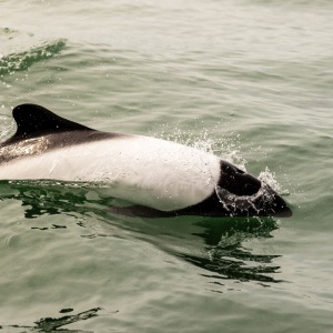 Commerson dolphin