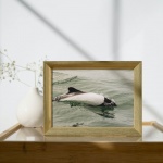 Stampe Fotografiche "Commerson dolphin"
