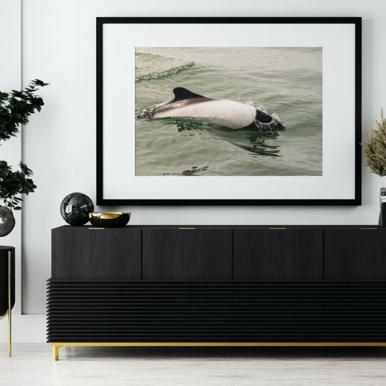 Photographic Print "Commerson dolphin"
