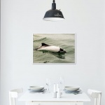 Photographic Print "Commerson dolphin"