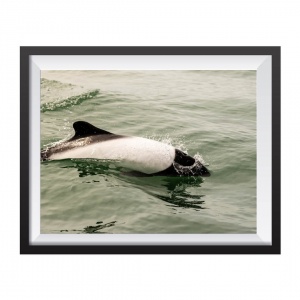 Photographic Print "Commerson dolphin"