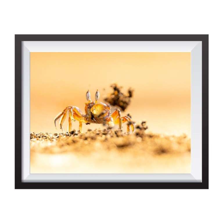 Photographic print "Crab and sand"