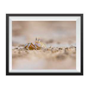 Photographic print Crab Digging